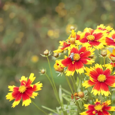 De Bosuil Bed and Breakfast Steensel