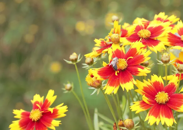 De Bosuil Bed and Breakfast Steensel